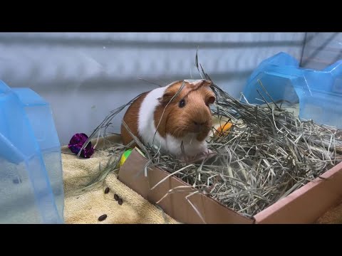 More than 100 guinea pigs up for adoption following hoarding situation