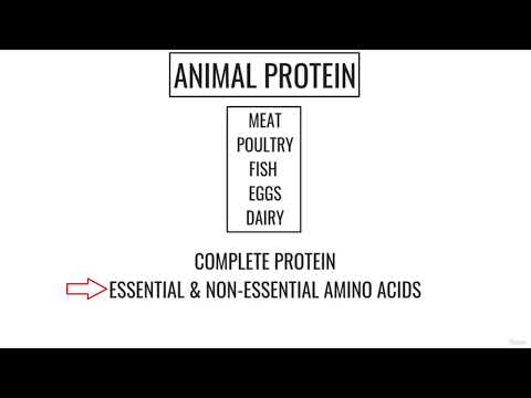 Proteins and protein metabolism