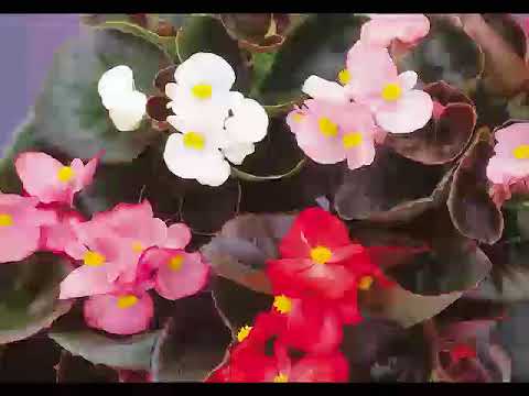 Get to Know Wax Begonia - Part Sun-Loving Plants