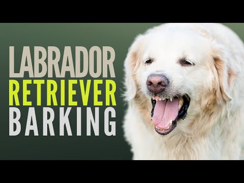 Labrador Retriever Barking Will Make Your Pet React