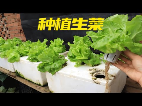 没有菜园也能在家种植生菜，操作简单，新手也能学会