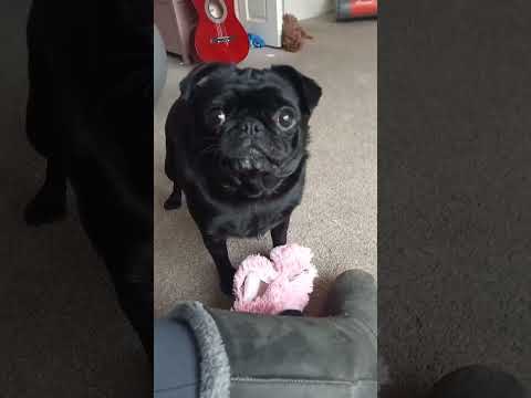 beautiful adorable pug wants to say she loves you. #petlover #pug