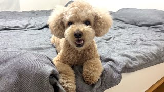 飼い主を試す大きいトイプードル【デカプー】【トイプードルのロアくん】【toy poodle】