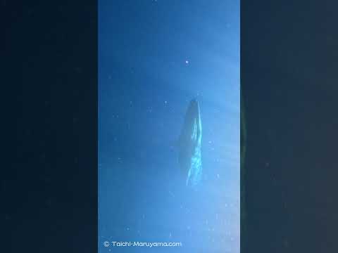 🪸めちゃくちゃ陸から近い浅瀬を泳ぐシロナガスクジラ🐋