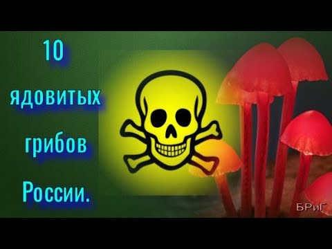 10 ядовитых грибов России.