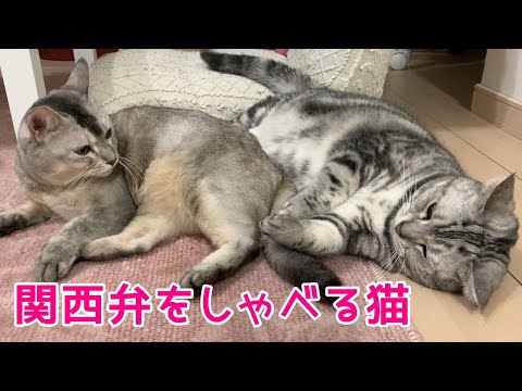 さっちゃんの涙😢ふうちゃんの涙😢おしゃべりペット