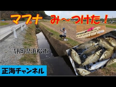 マブナみ～つけた　見える魚は〇〇餌しか食わなかった