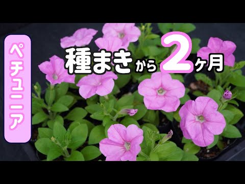 ペチュニアの種まきから2ヶ月（7月）定植しました