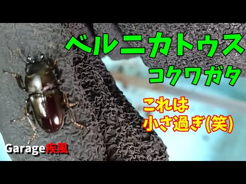 ベルニカトゥスコクワガタ羽化　小さ過ぎ！　#クワガタ #カブトムシ