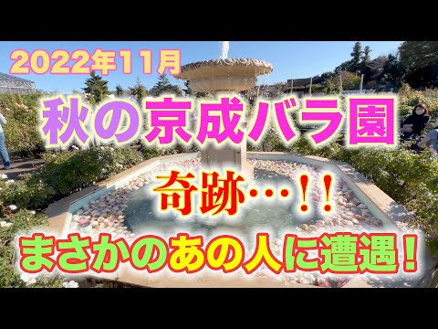 【奇跡】まさかのあの人に遭遇！11月の京成バラ園は穴場です。しかし、こんなことってあるんですね。。【訂正＝桂由美ミュージアム若狭は、福井県にあります！ごめんなさい(･･;)】