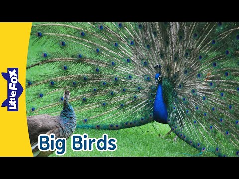 Wonderful Big Birds | Peacock, Wild Turkey, Ostrich, Turkey Vulture | Little Fox