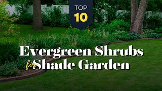 TOP 10 Evergreen Shrubs for Shade 🌿🌼 to Grow for Year Round in Shady Garden! 🍃