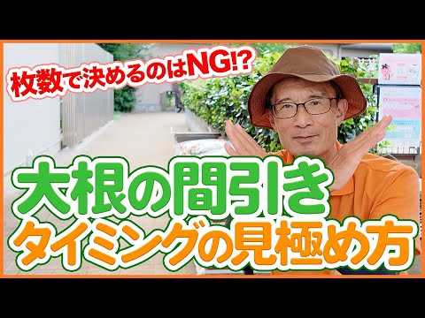 家庭菜園や農園の大根栽培で間引きは葉の枚数で決めるのはNG！？間引きのタイミングの見極め方を徹底解説！【農園ライフ】