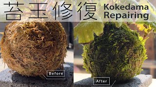 我的苔玉壞了! [植屋] 苔玉修復 | Kokedama Repairing