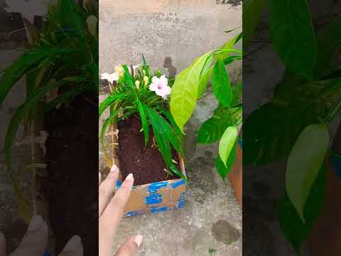 Reuse flipkart kartoon #gardening #tips #ideas #newideas #winter #viralvideo#trending#diy #lifehacks