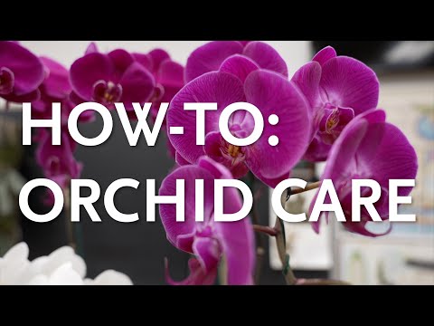 How-To: Orchid Care with Brandon Tam