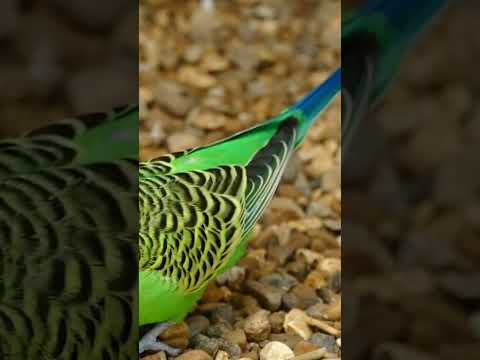 Aves in the world - Animal sounds #animals  #shorts