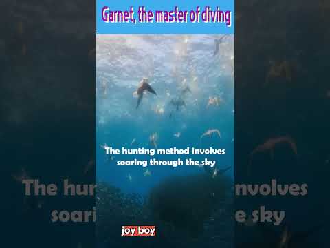 Garnet, the master of diving #shorts #funnyvideo2023  #love