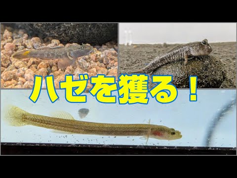 ハゼ１０種獲る！