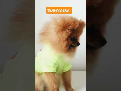 Dog short video / dog behavior is very cute #shorts #dog #puppy