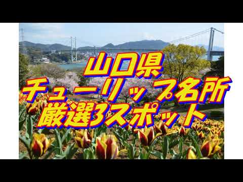 35【山口県】チューリップの名所＜3選＞