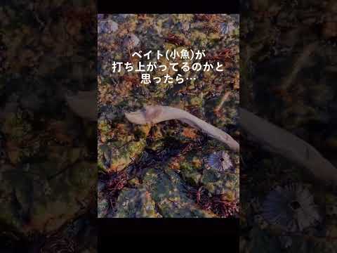 ベイト(小魚)が打ち上がってるのかと思ったら…