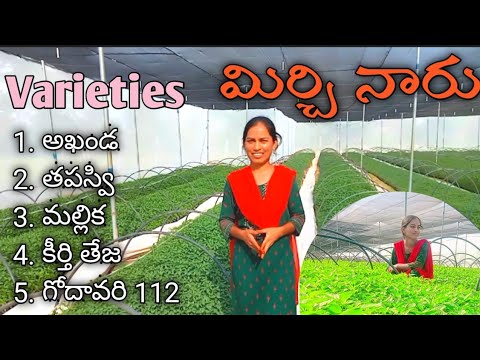 మా ఊరికి దగ్గరలో ఉన్న Nursery కీ వెళ్ళాను / మిర్చి నారు / chilli / mirchi plants / Bmmultitasks