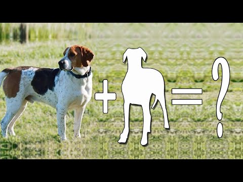 Amazing Foxhound Mixes Cross Breed Dogs | Foxhound Mix Breeds