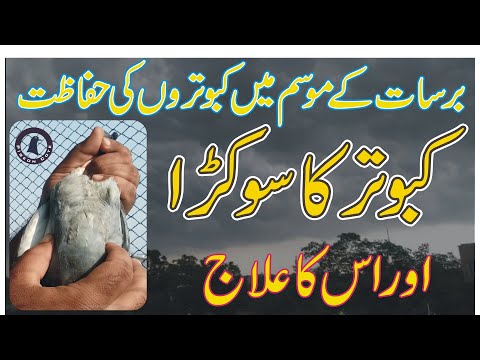 Pigeon Protection In Rainy Weather | Anorexic Pigeon and Treatment | Waleed Alam | Pigeon Cote