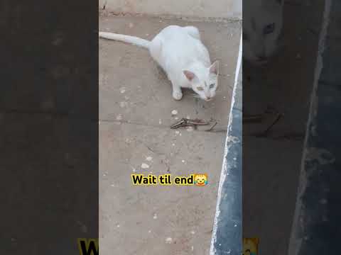 Cat eating prey #cat #catlover #lovelypets #catpet #petlover #cateating #cateatingvideos #prey