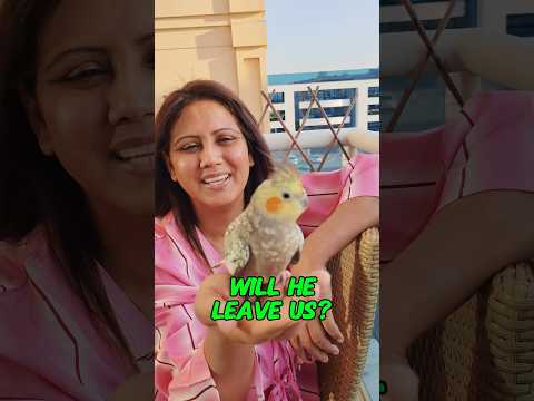 Will Toto ever leave us?  #travelwithmamta #mamtasachdeva #cockatiel #birds #birdie #cutiepie #cute