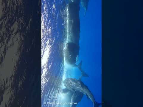 🐳マッコウクジラの大群が目の前から！