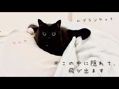 毛布の中に隠れて急に飛び出し、飼い主を驚かせる黒猫