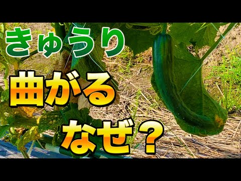 きゅうりが曲がる原因と４つの対策！誰でもできる方法を紹介！