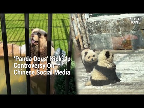 ‘Panda Dogs’ Kick Up Controversy On Chinese Social Media