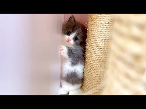 【マンチカンの子猫】子猫が挟まってるのか遊んでるのか微妙な件 ～猫のいる生活Vol.998～出産動画 マンチカン短足・ミヌエット・ペルシャ猫専門ブリーダー『ペット蔵人』【子猫の成長記録】