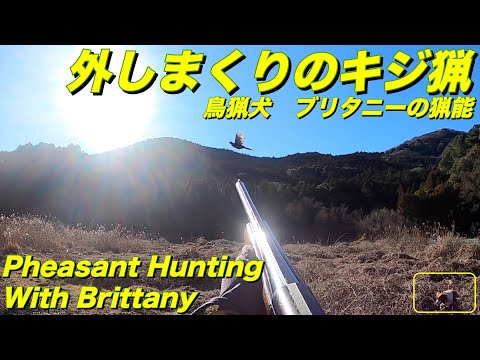 令和5年1月28日　外しまくりのキジ猟 Pheasant Hunting with Brittany