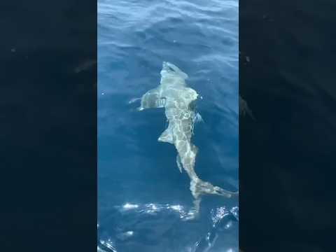 Big Lemon Shark with Snapped Pole  #shorts #short #shortvideo