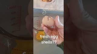 Feeding Chickens Eggshells??#fresheggs #eggshells #farmfresh #happychickens