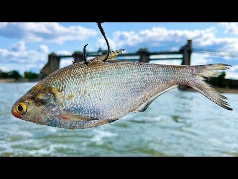 Dropping Baits In Dangerous Water For Big River Fish (Flatheads & Blues)