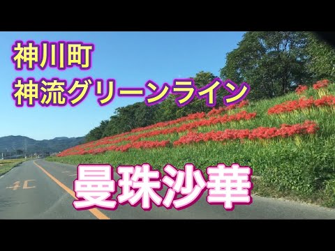 神川町の曼殊沙華 2020/10/02