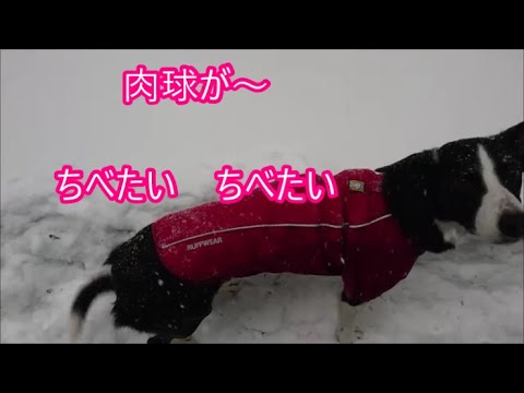 【我が家のワンコ】ボーダーコリーとお山ドライブ　Drive the mountain with a border collie