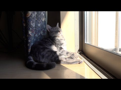 人の心を温める猫の日向ぼっこ