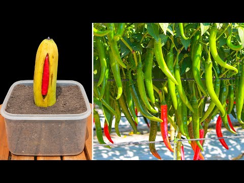 How to grow chili peppers for quick harvest - Growing chili peppers in bananas without a garden