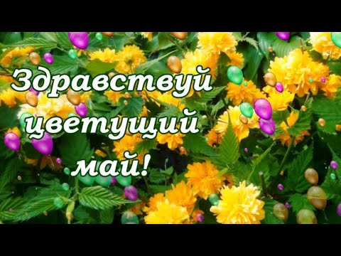 🌺🎶Здравствуй цветущий май🌺🎶☘️