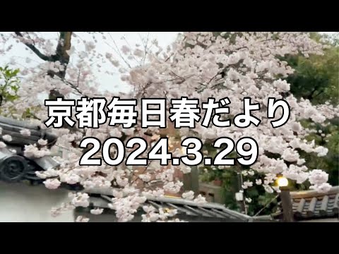 【2024.3.29】京都春の訪れを毎日更新中