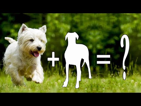 9 West Highland White Terrier Mixes Cross Breed Dogs