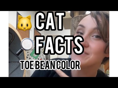 Neat Cat Facts ~ Toe Bean Color