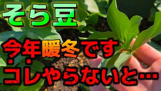 【そら豆】今年は異常。成長しすぎな苗にはコレをやらないと枯れるかもしれません。