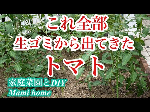 生ゴミから出てきたトマトの芽を大切に育てる｜キエーロは命の宝庫